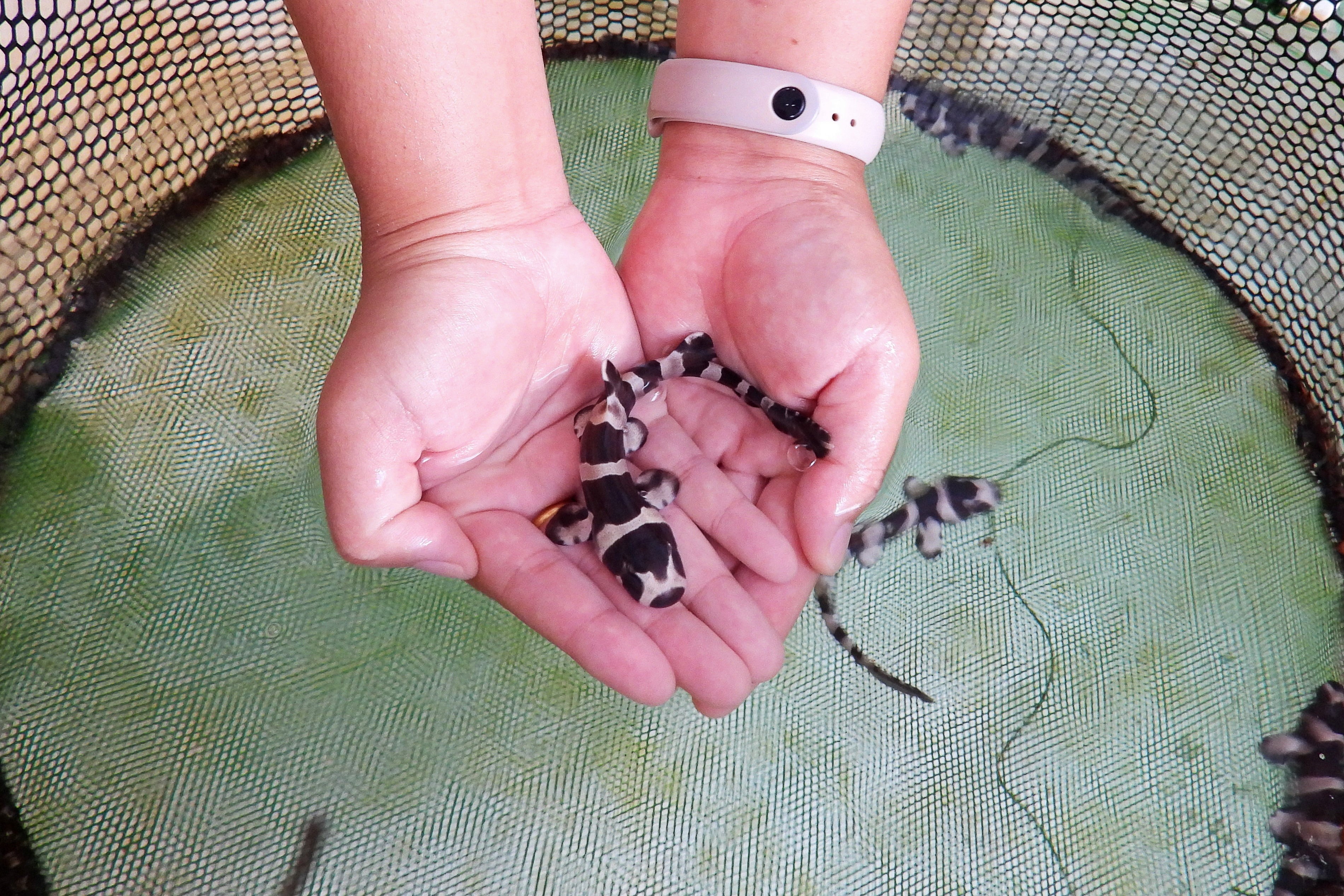 Thai Lan tha 40 con ca map co nguy co tuyet chung hinh anh