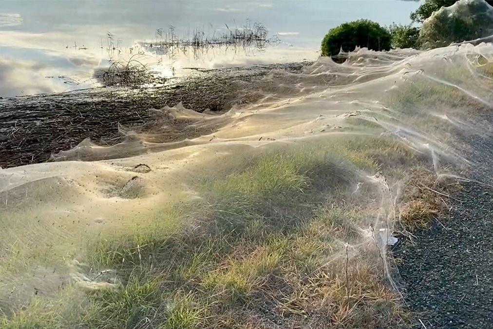 Mang nhen khong lo bao phu vung ngoai o o Australia hinh anh