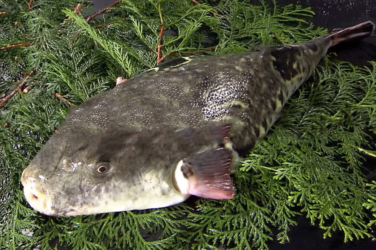 Loai ca doc tinh cao duoc nguoi sanh an ua chuong hinh anh