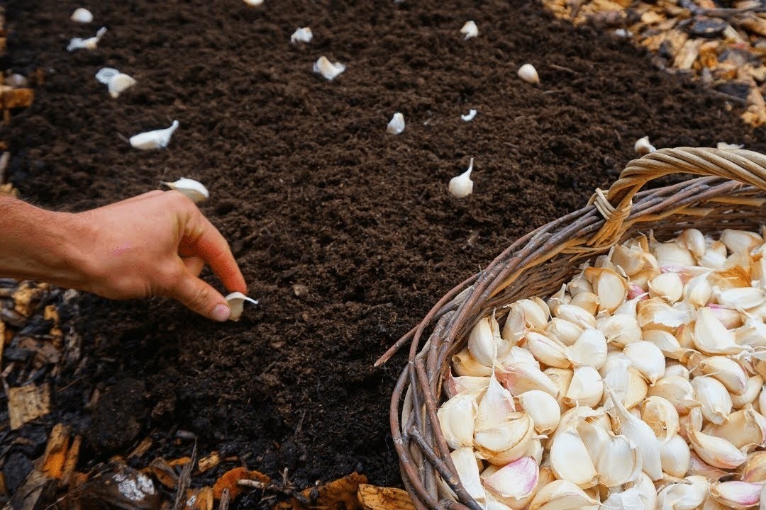 Huong dan trong toi den luc thu hoach hinh anh