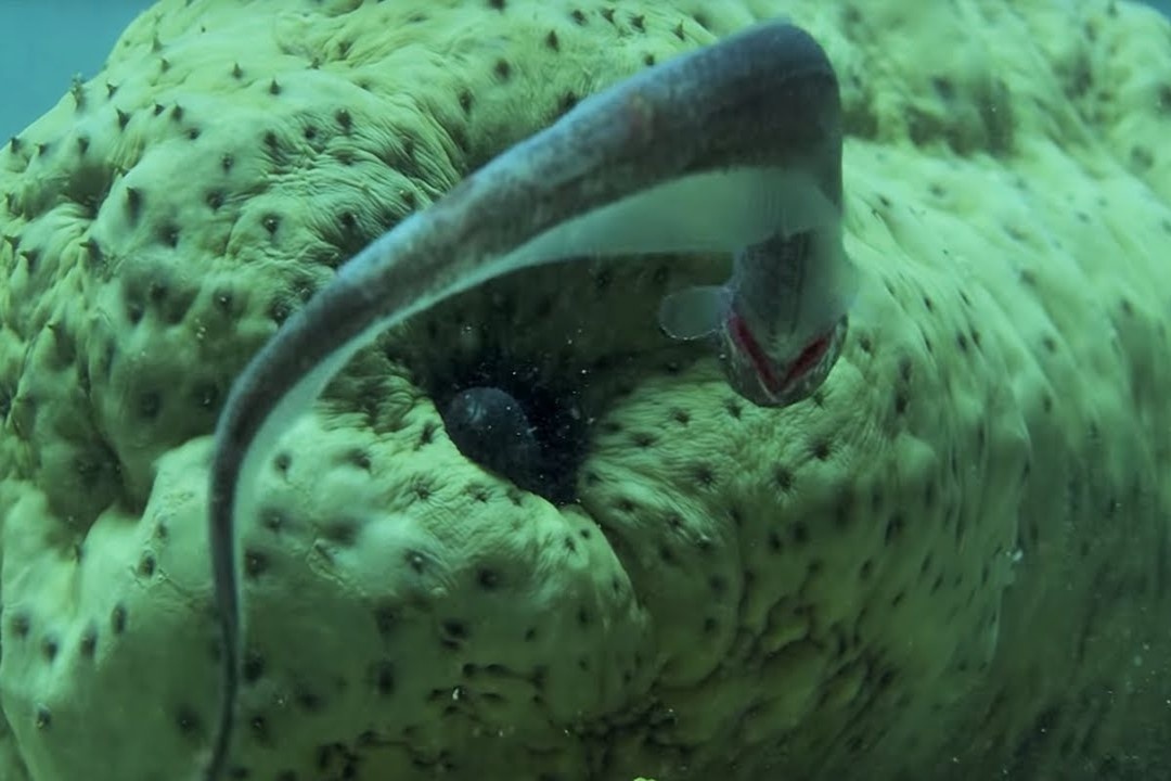 Loai ca chuyen an nau trong he tieu hoa cua hai sam hinh anh