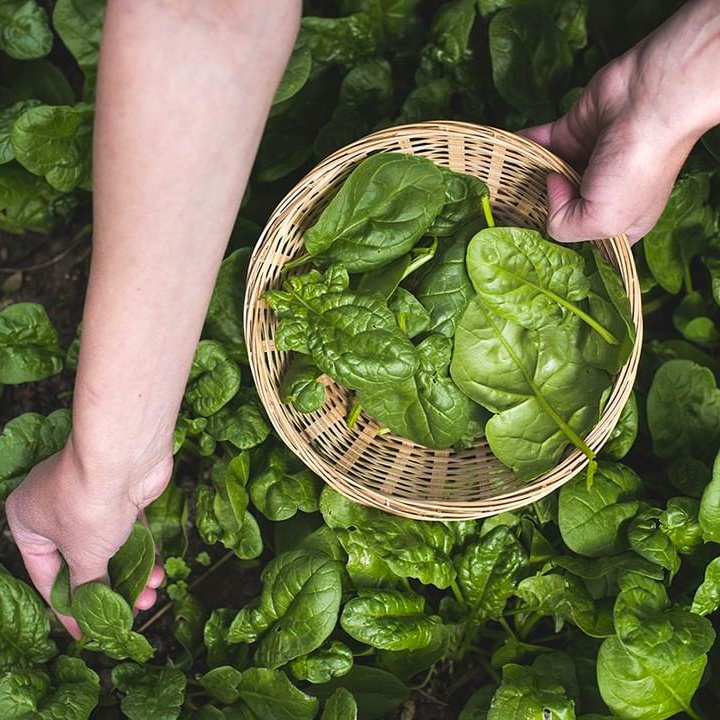 phan biet rau cai anh 1