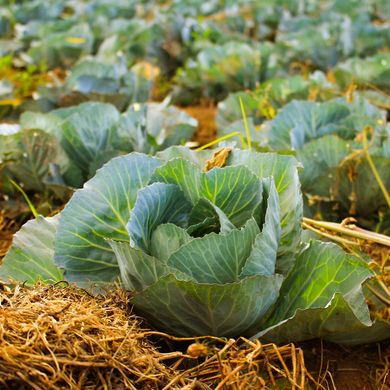 phan biet rau cai anh 4