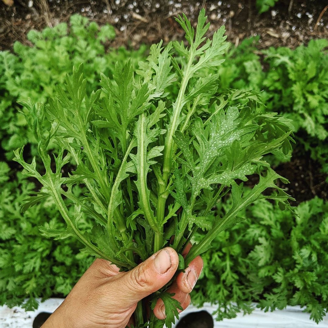 phan biet rau cai anh 5