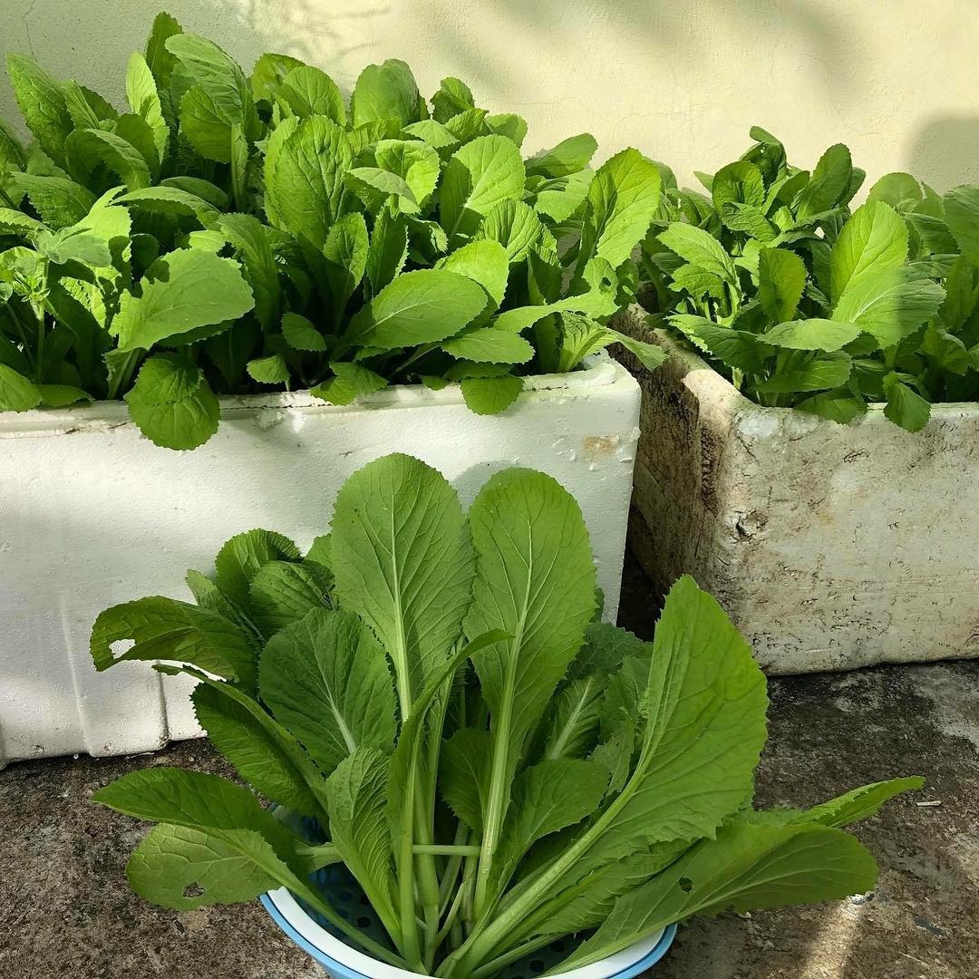 phan biet rau cai anh 9