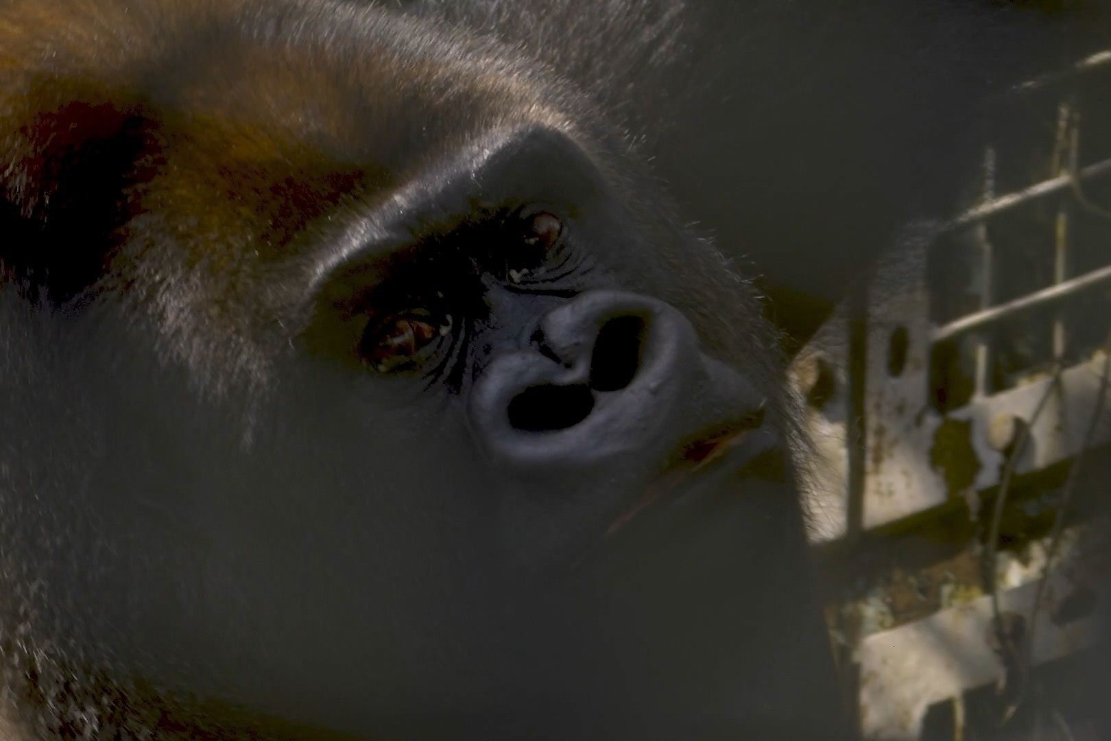 Tha khi dot ve rung sau 13 nam o vuon thu hinh anh