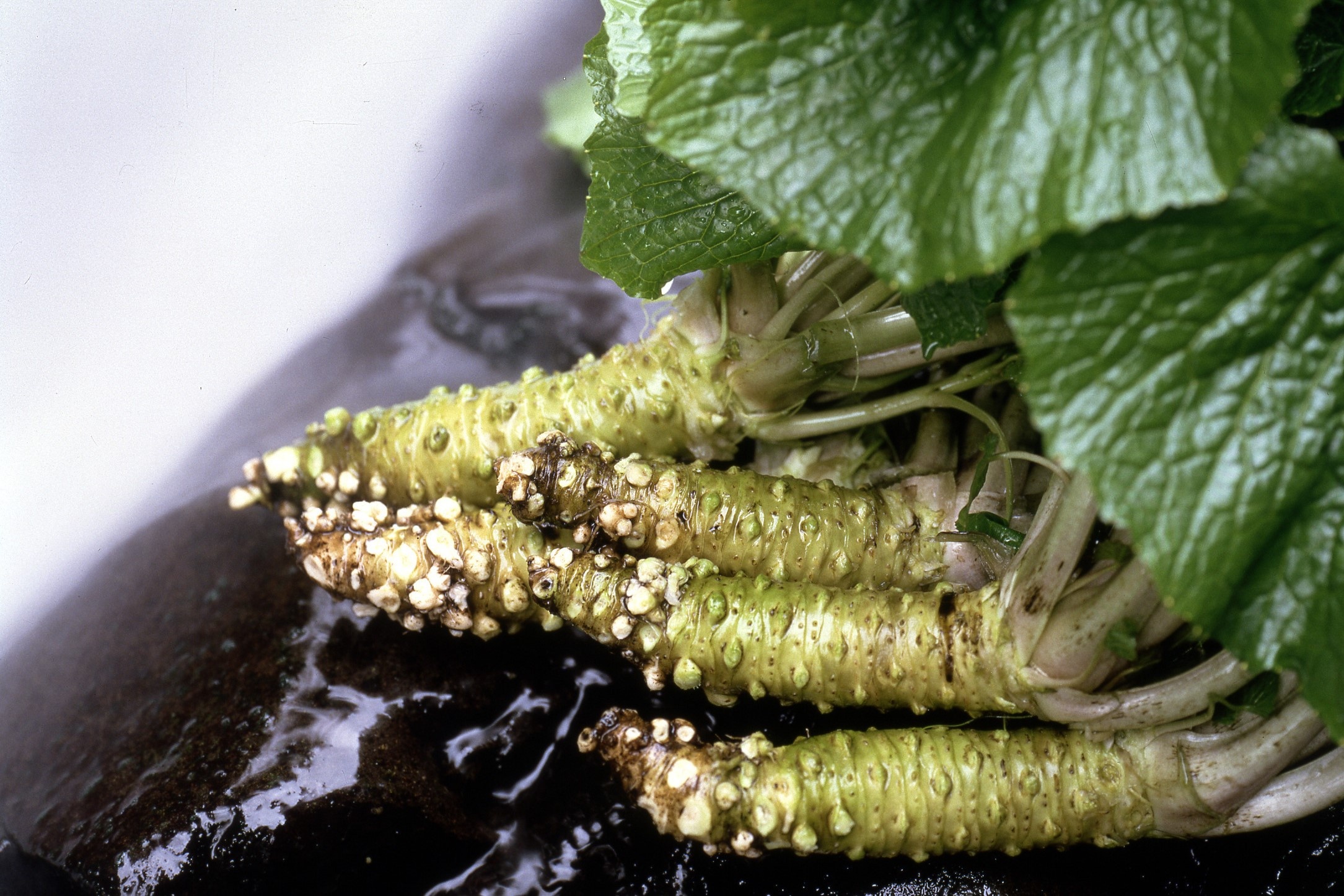 Cach nguoi Nhat trong wasabi that hinh anh