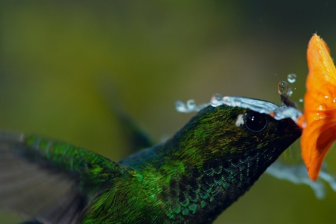 Loai chim ruoi co the chet neu khong an trong 3 tieng hinh anh