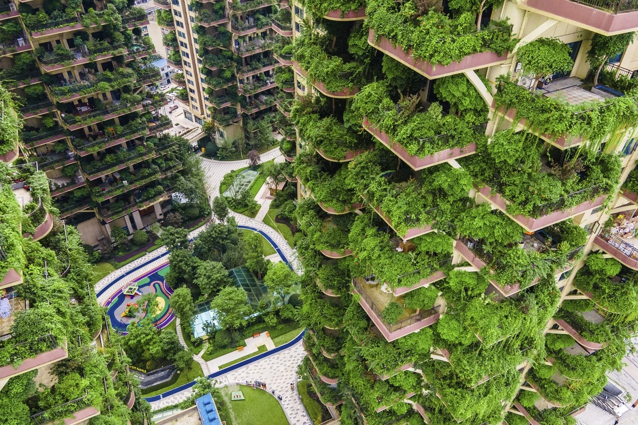 'Khu rung thang dung' o Trung Quoc tro thanh o muoi hinh anh