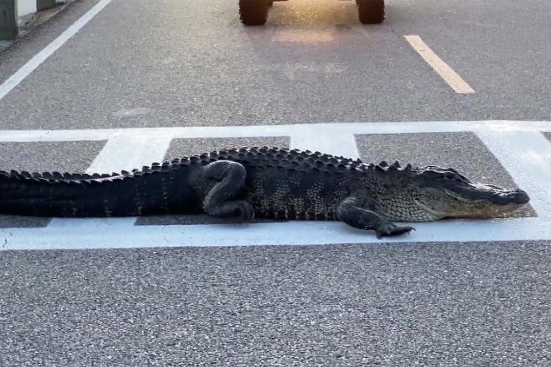 Ca sau than nhien nam nghi giua duong o My hinh anh