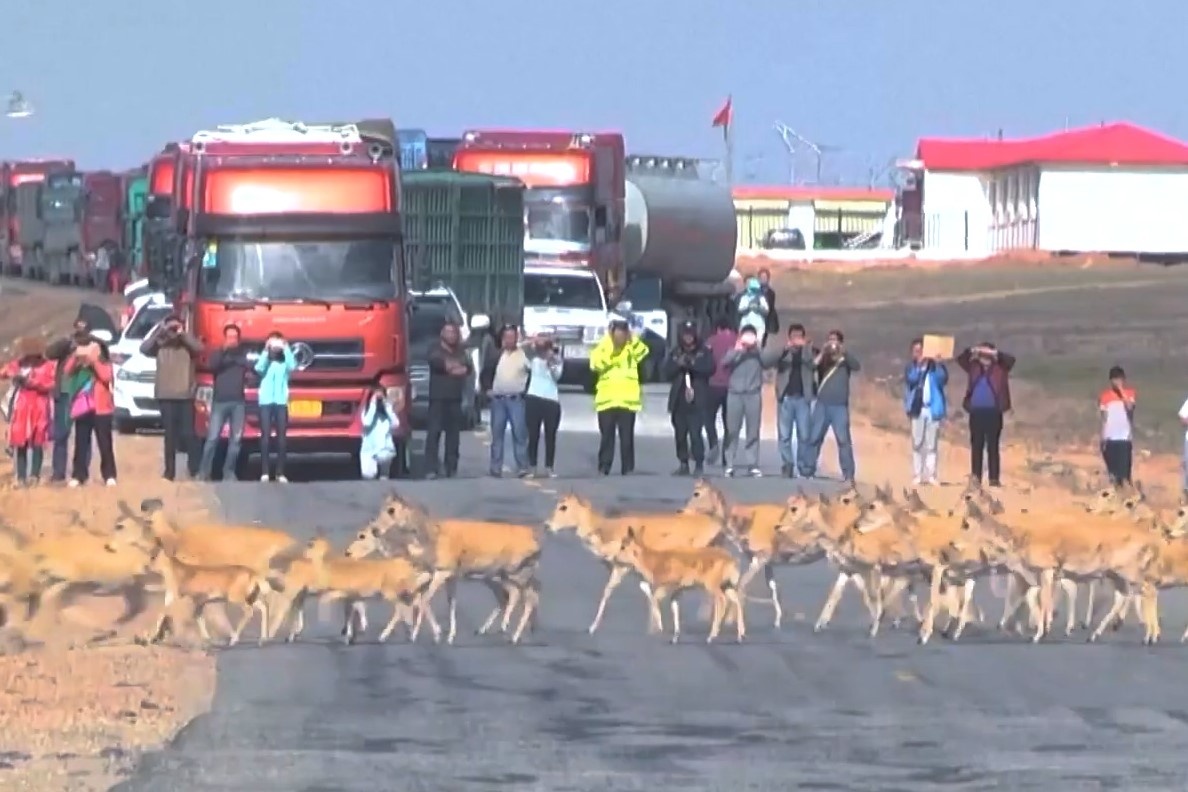 Hanh trinh di cu khoc liet cua linh duong Tay Tang hinh anh