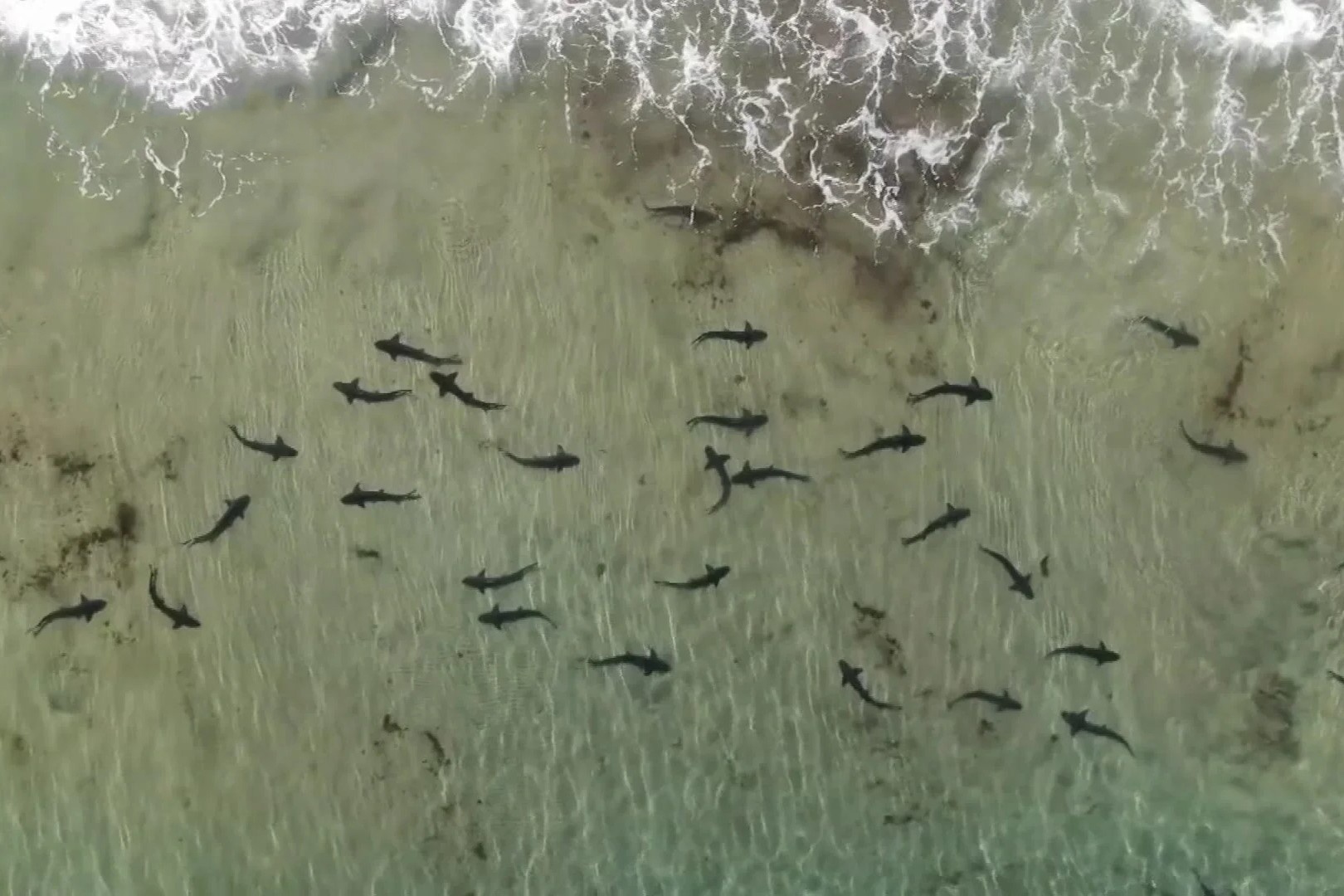 Hang tram con ca map bao xuat hien gan bo bien o My hinh anh