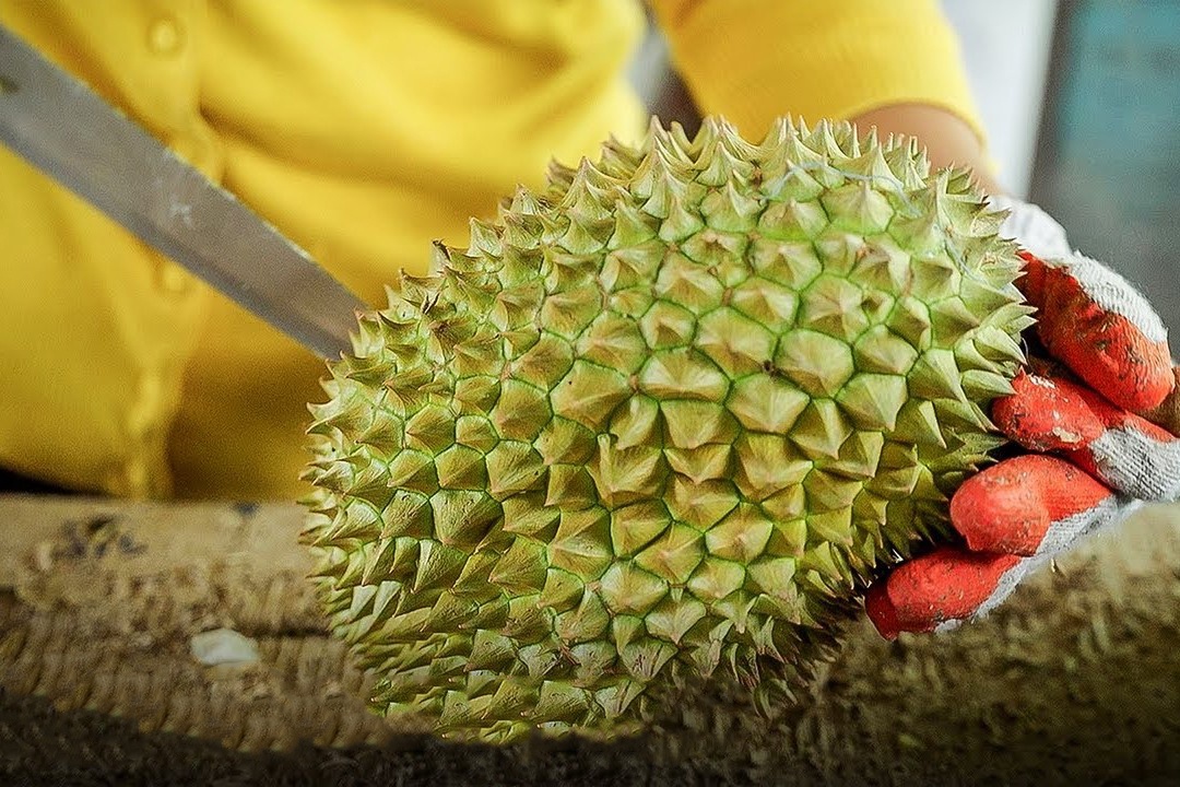 Sau rieng gia 48.000 USD/qua o Thai Lan hinh anh