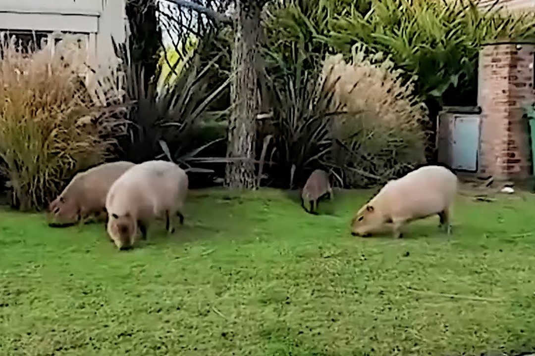 Chuot lang nuoc do bo Argentina hinh anh