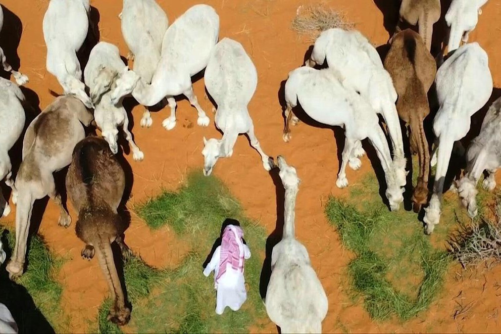 Bo toc chan nuoi lac da tren sa mac nong 50 do C hinh anh