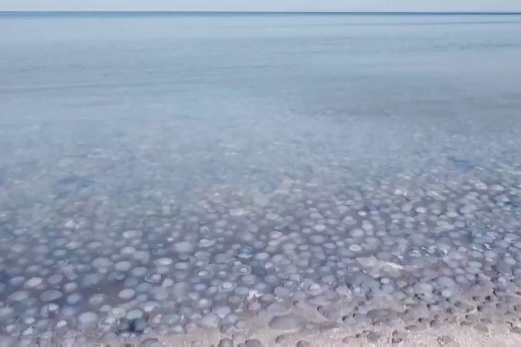 Hang nghin con sua troi dat vao bo bien o Crimea hinh anh