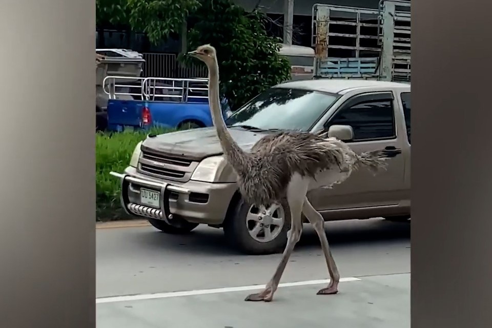 Da dieu di lac gay hon loan tren duong pho Thai Lan hinh anh