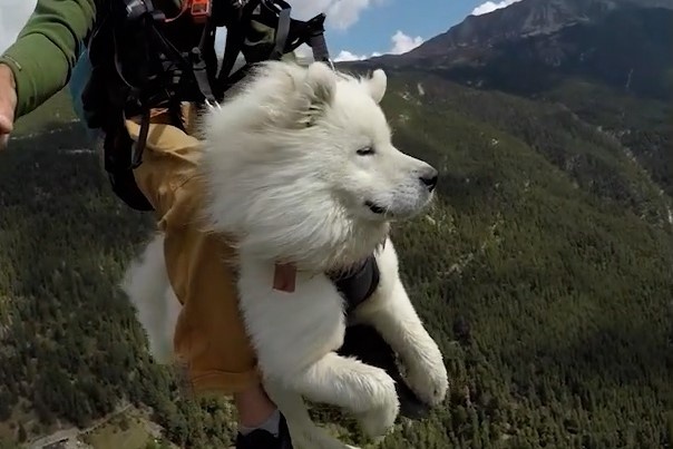 Chu cho 3 tuoi choi du luon cung chu hinh anh