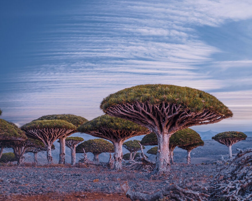 đảo Socotra nổi tiếng với cây máu rồng ảnh 1 dao Socotra noi tieng voi cay mau rong anh 1