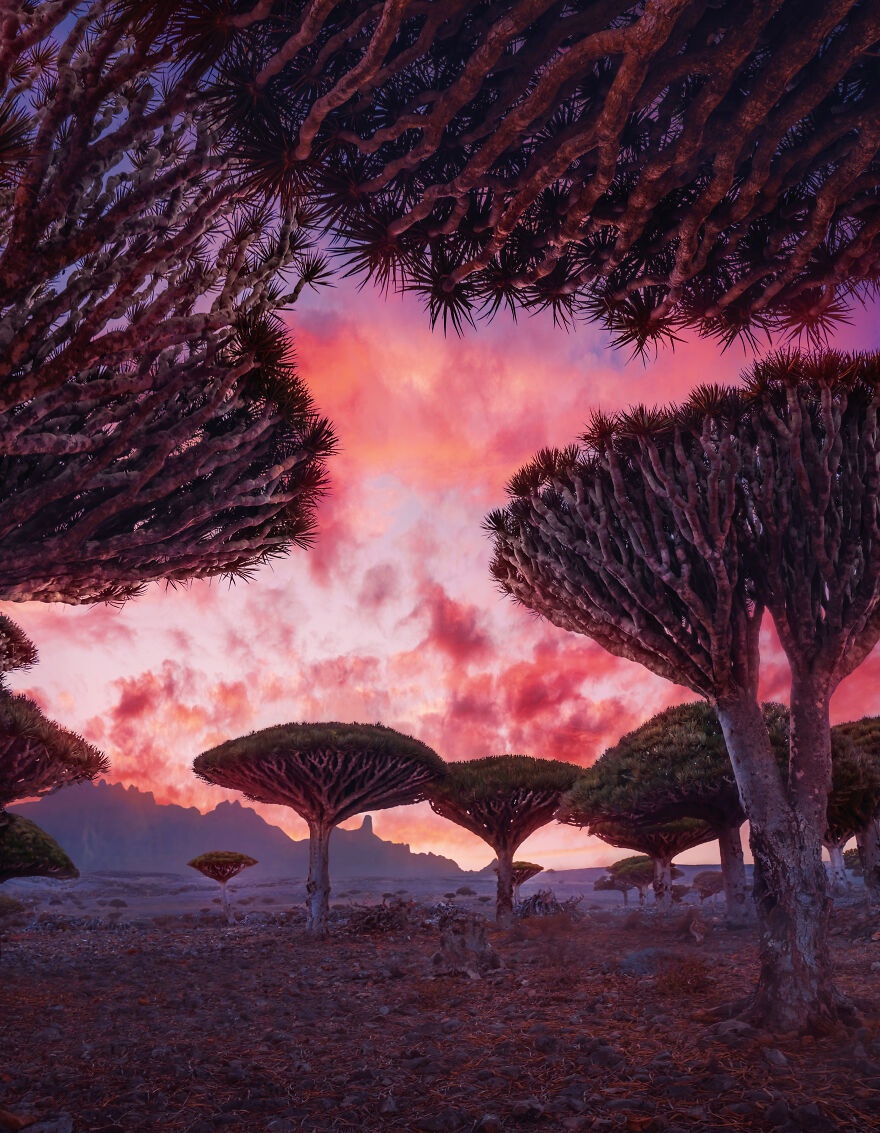 đảo Socotra nổi tiếng với cây máu rồng ảnh 6 dao Socotra noi tieng voi cay mau rong anh 6