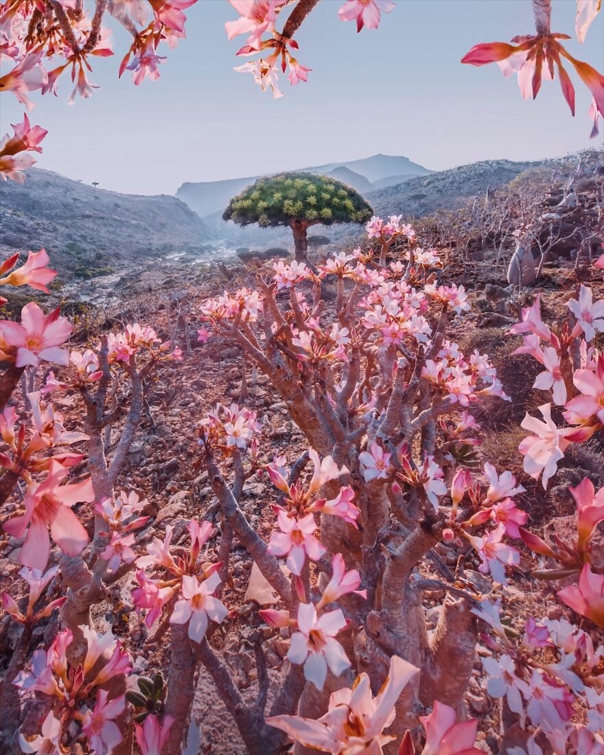 đảo Socotra nổi tiếng với cây máu rồng ảnh 3 dao Socotra noi tieng voi cay mau rong anh 3