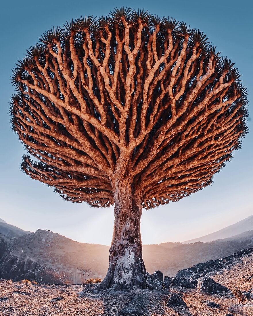 đảo Socotra nổi tiếng với cây máu rồng ảnh 5 dao Socotra noi tieng voi cay mau rong anh 5