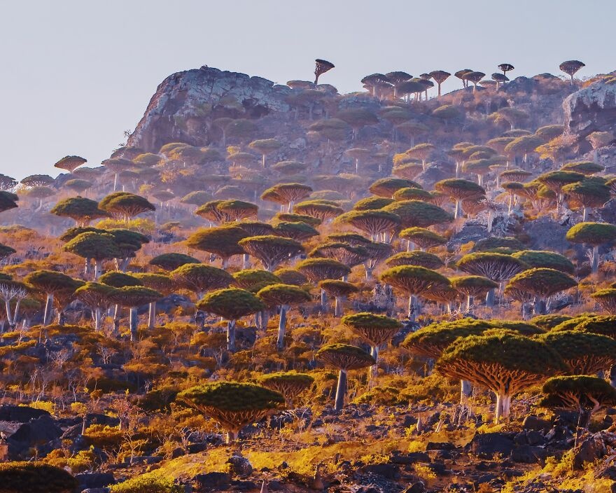 đảo Socotra nổi tiếng với cây máu rồng ảnh 2 dao Socotra noi tieng voi cay mau rong anh 2