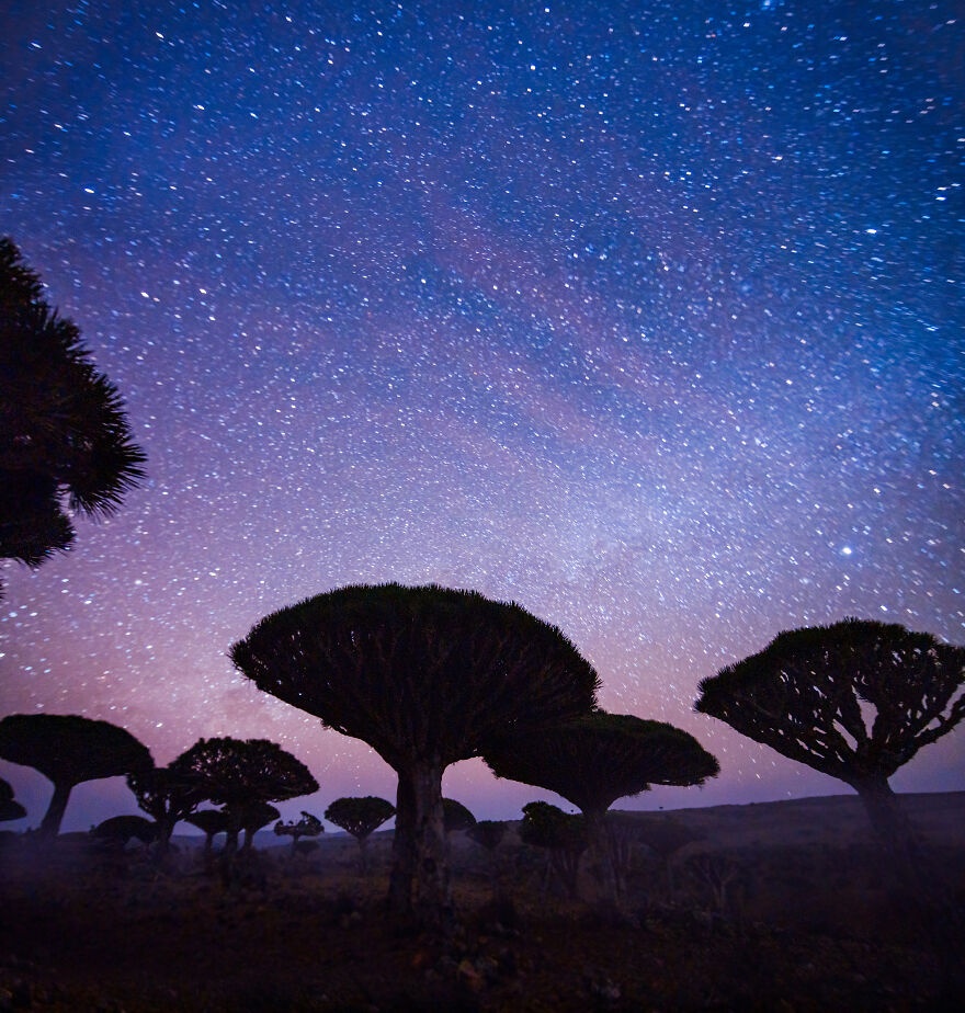 đảo Socotra nổi tiếng với cây máu rồng ảnh 9 dao Socotra noi tieng voi cay mau rong anh 9