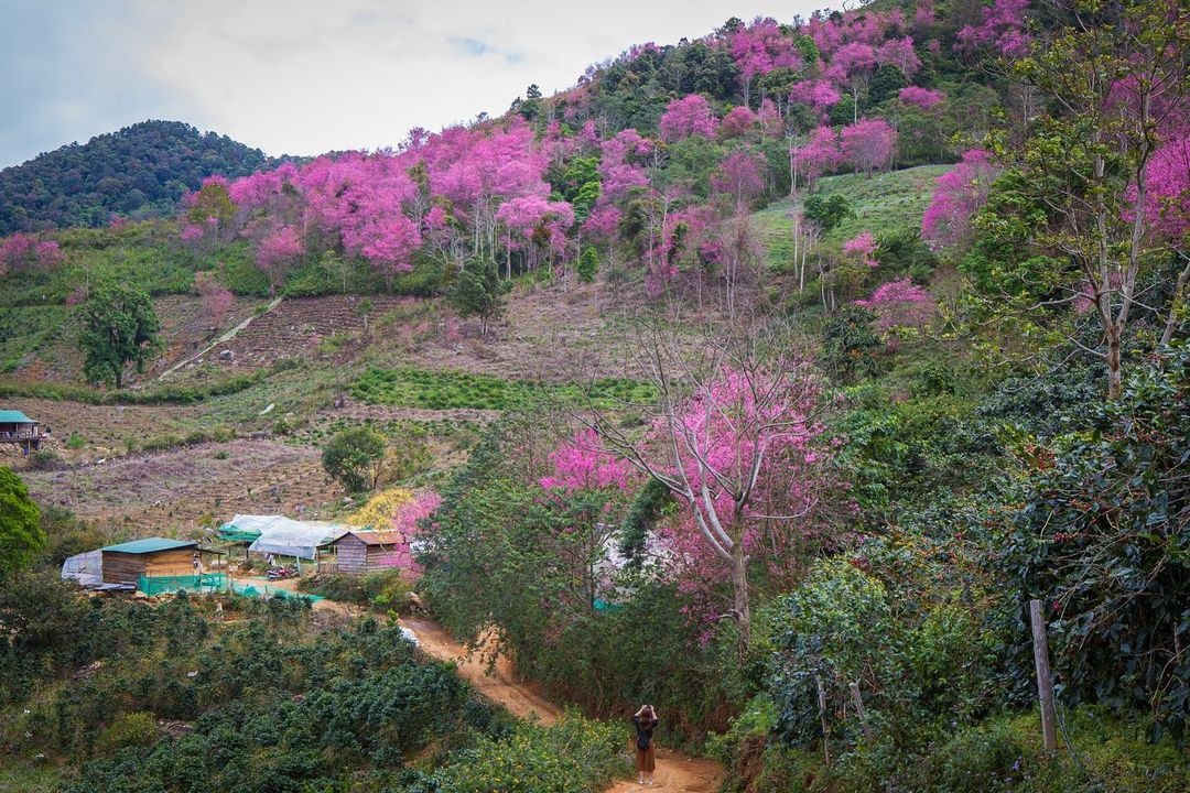 Choi gi o Da Lat dip Tet Nguyen dan? hinh anh
