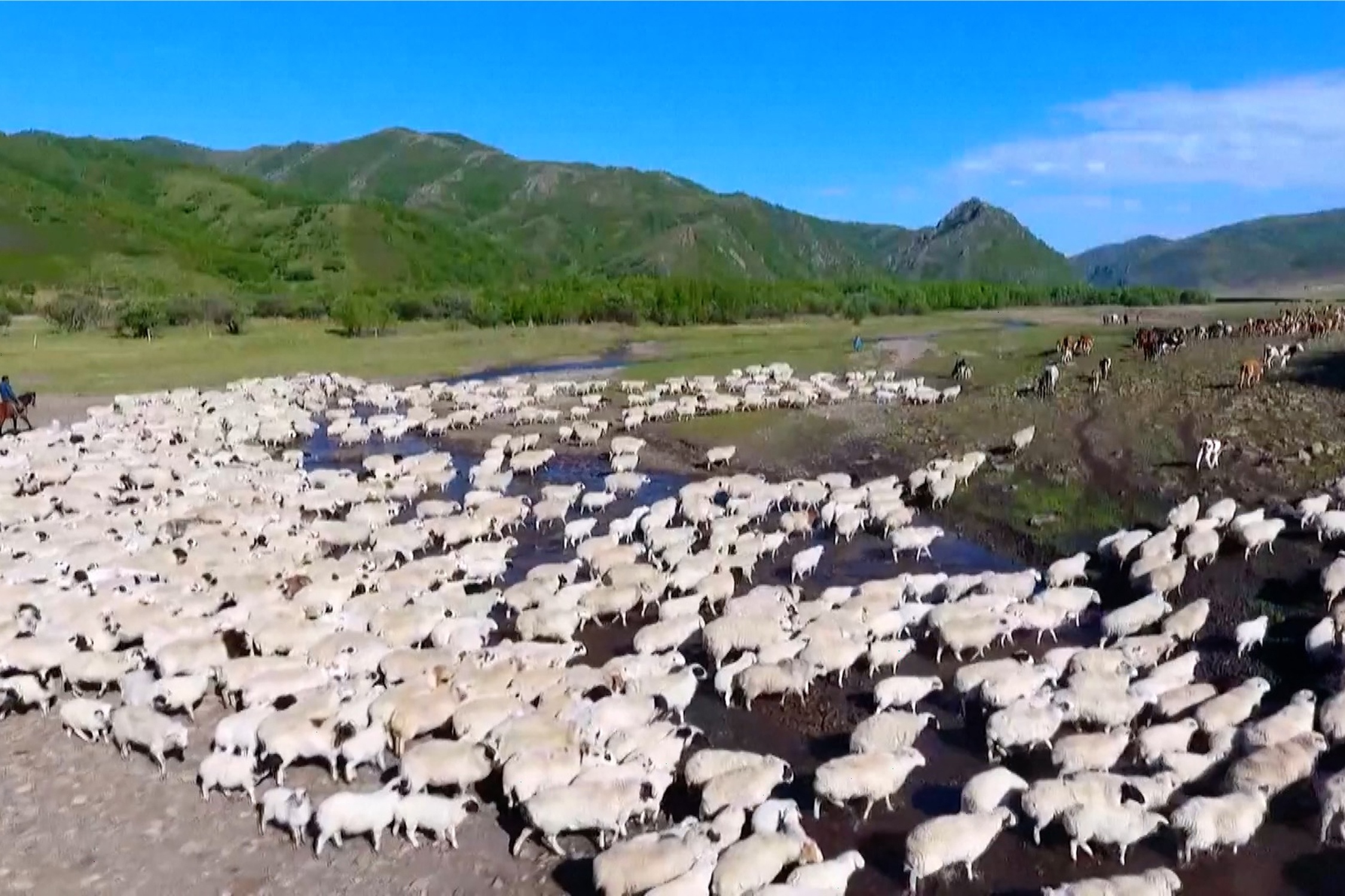 Hang tram nghin gia suc di cu o Trung Quoc hinh anh