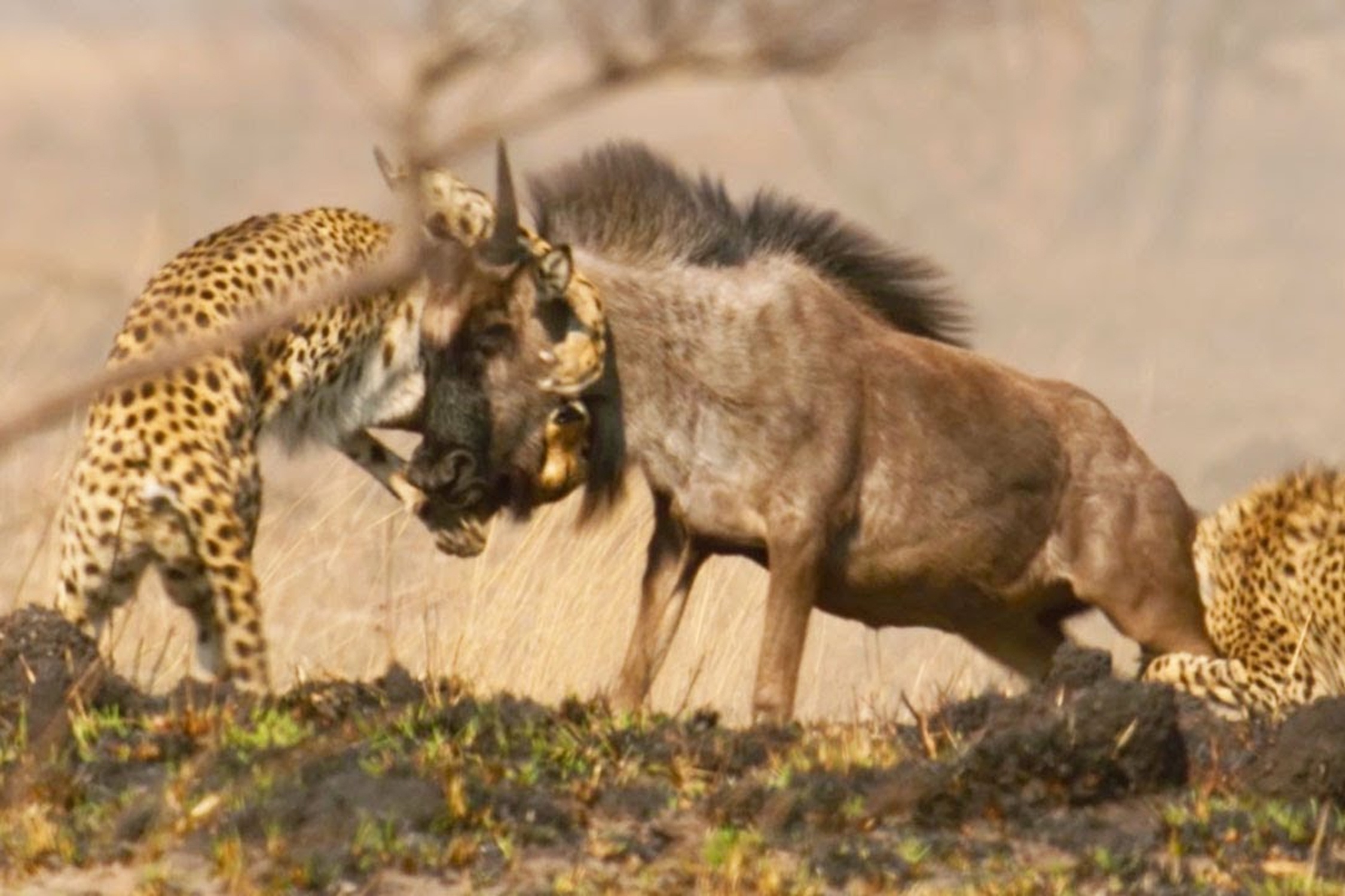 Bao san lieu linh tan cong linh duong dau bo hinh anh