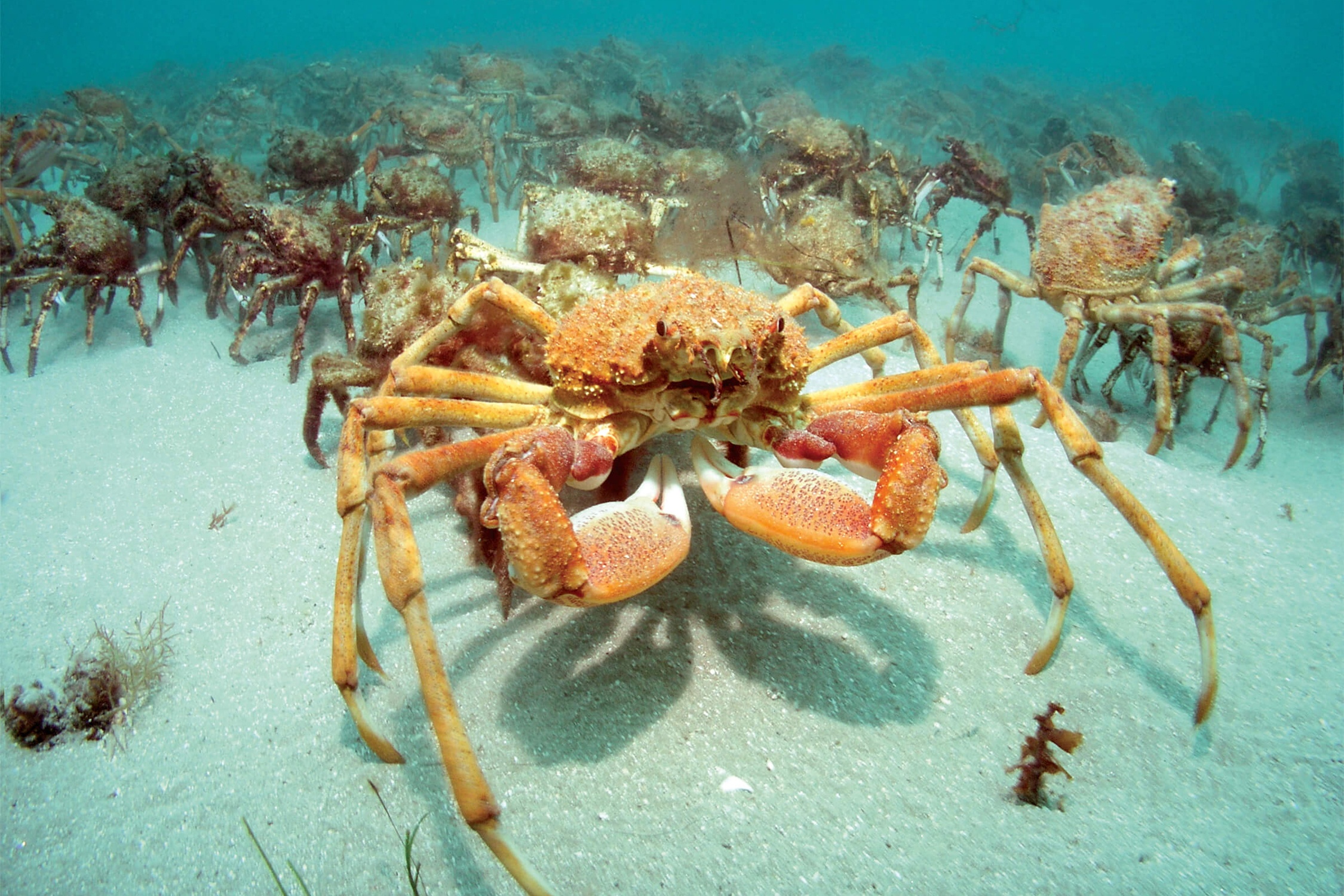 Hang nghin con cua nhen xam chiem bai bien nuoc Anh hinh anh