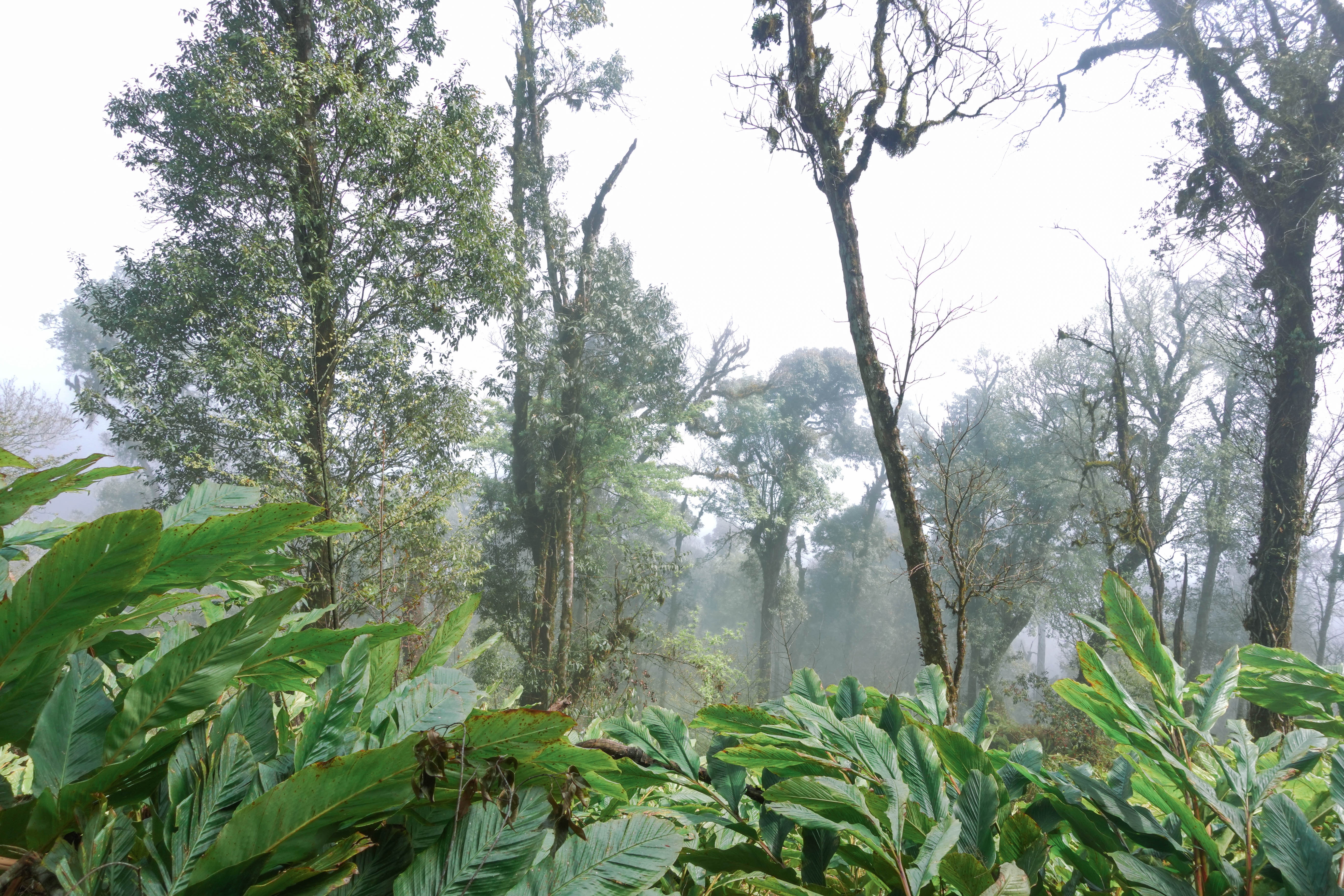 Cú Nhù San ảnh 16 Cu Nhu San anh 16