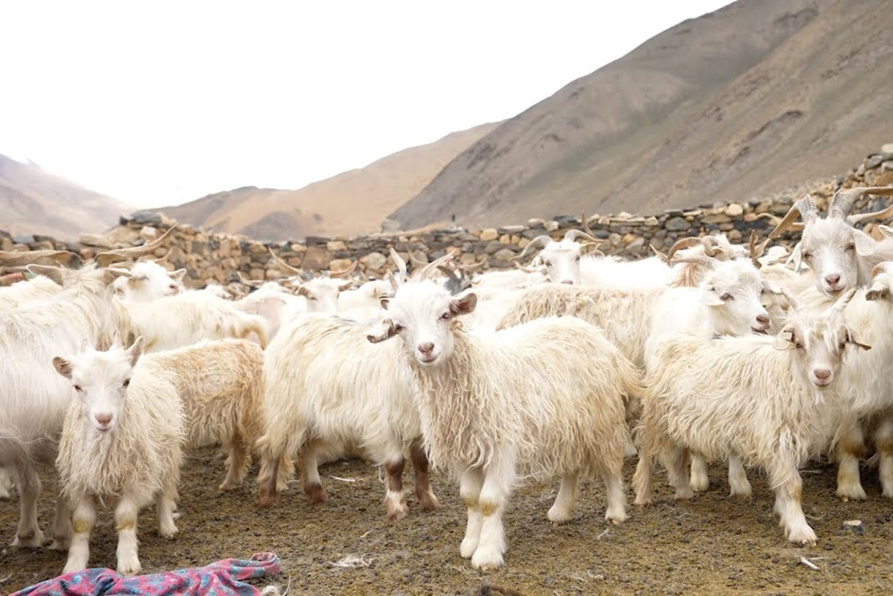 Loai de duoc menh danh 'vang mem' o Trung Quoc hinh anh