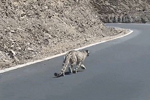 Cham tran bao tuyet quy hiem o Trung Quoc hinh anh