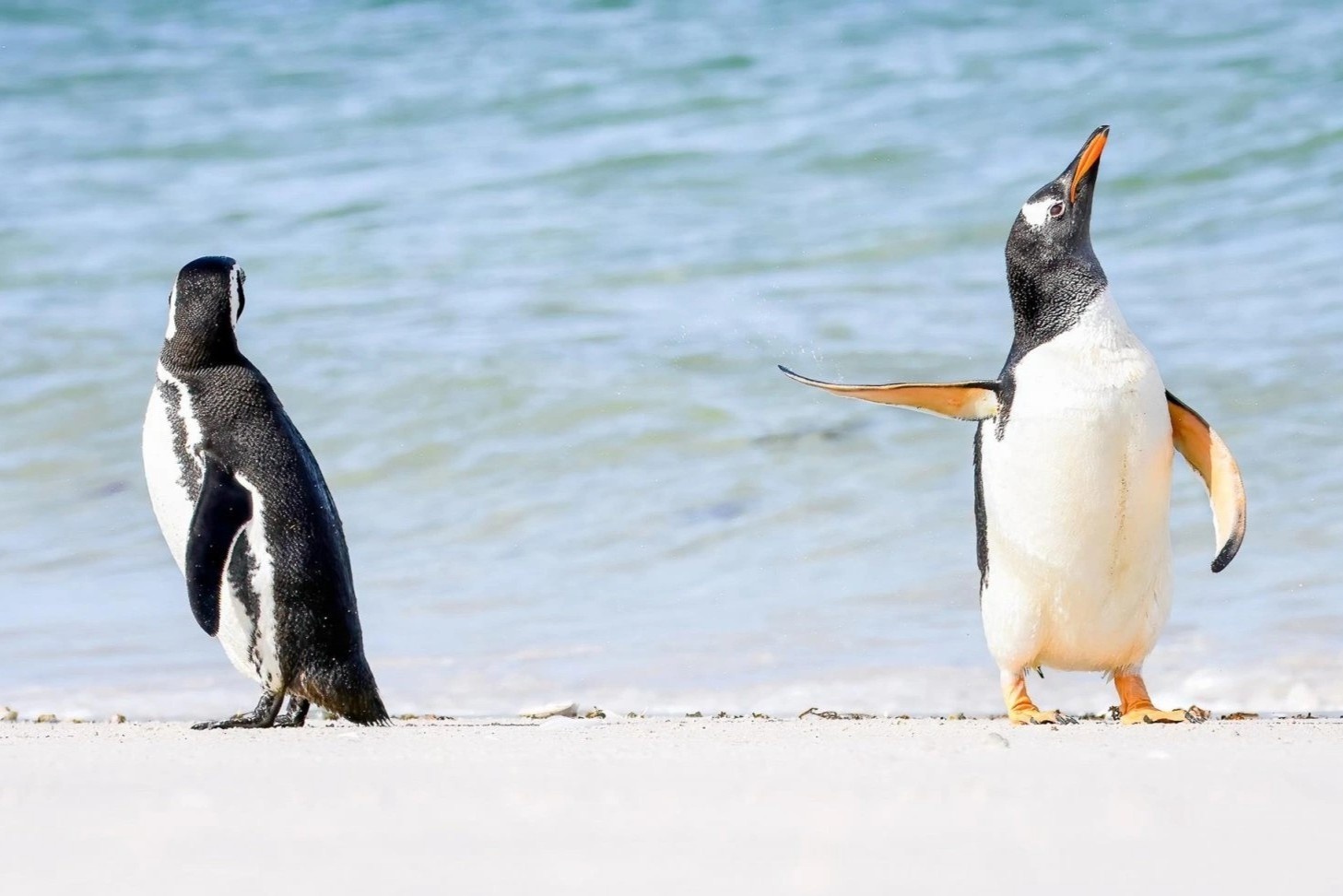 Nhung buc anh dong vat hai huoc nhat nam hinh anh