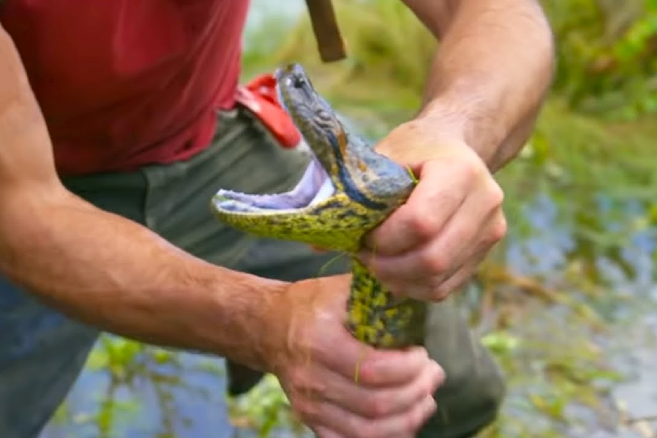 Cham tran tran Anaconda khong lo o Amazon hinh anh