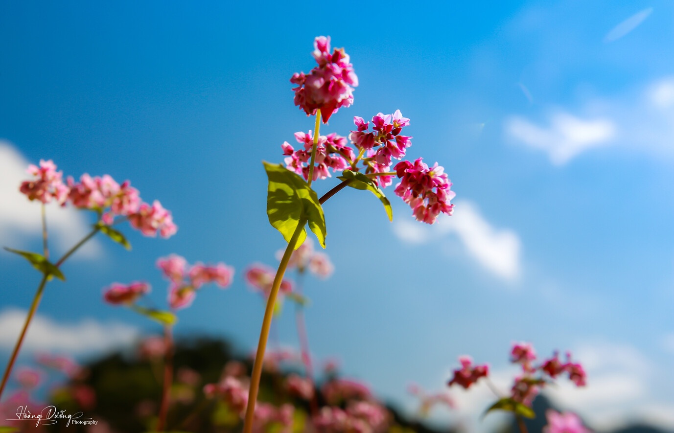 Tam giac mach Ha Giang anh 4