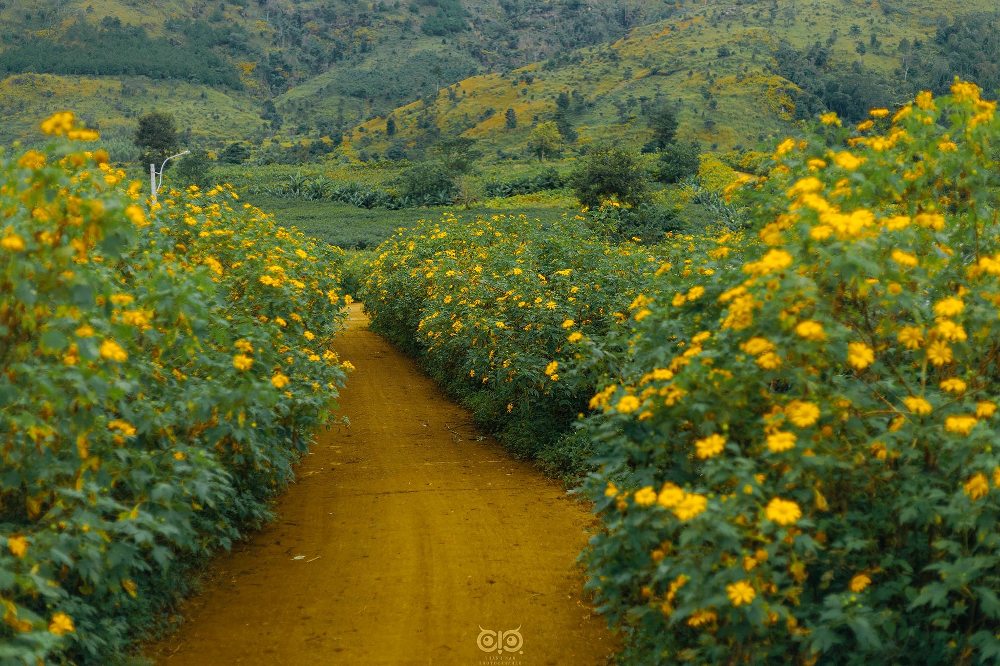 hoa dã quỳ ảnh 3 hoa da quy anh 3