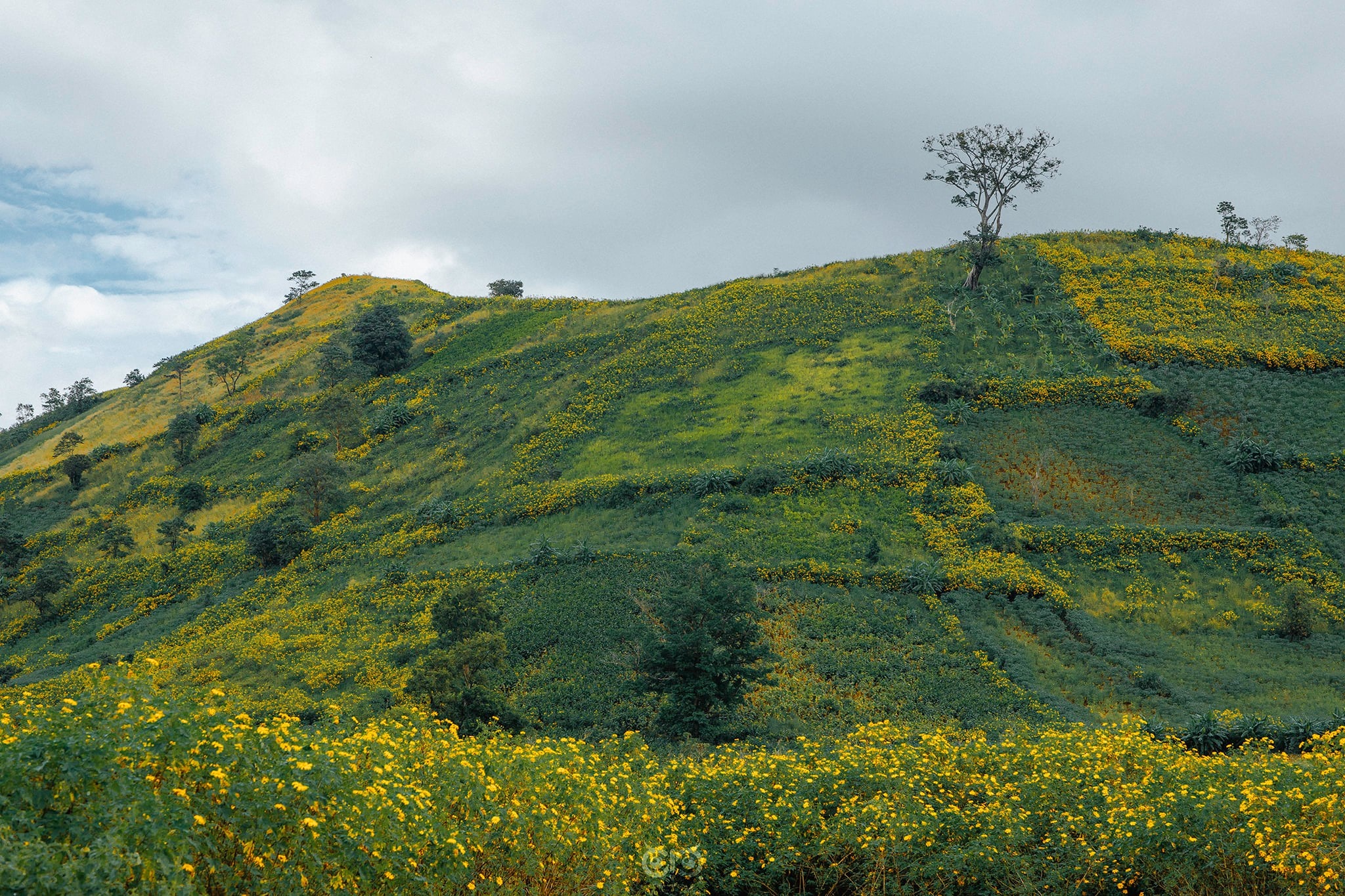 hoa dã quỳ ảnh 2 hoa da quy anh 2