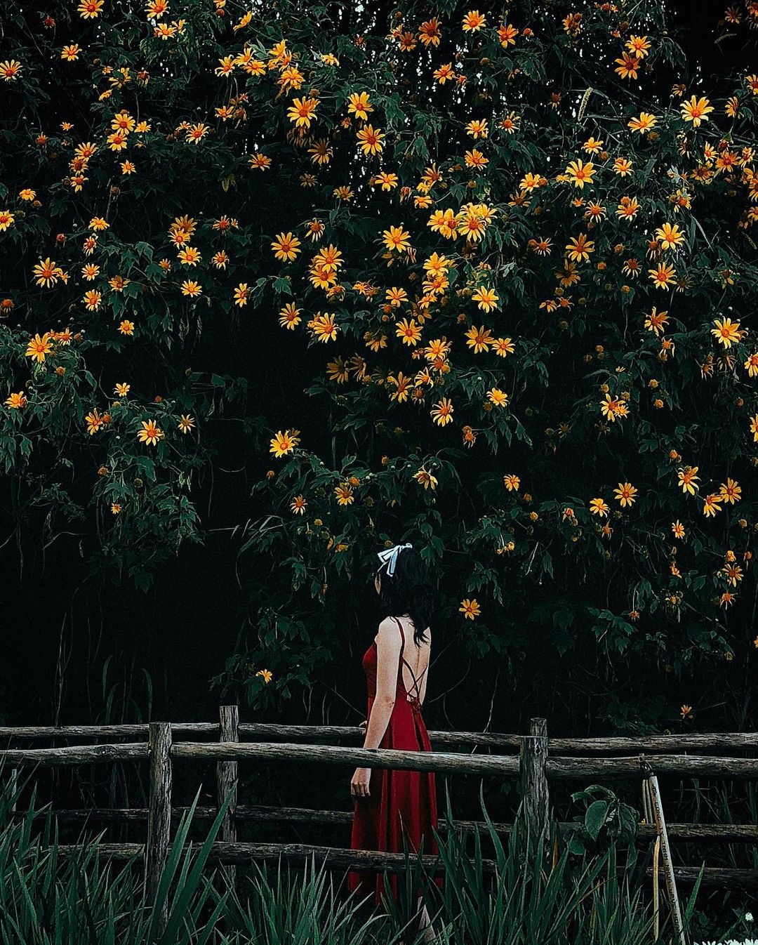 hoa dã quỳ ảnh 4 hoa da quy anh 4