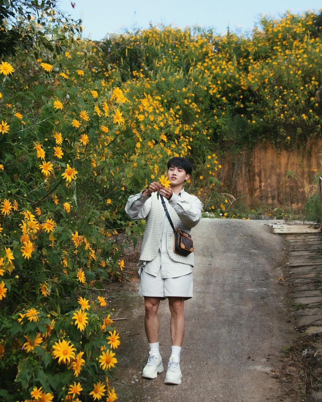 hoa dã quỳ ảnh 5 hoa da quy anh 5