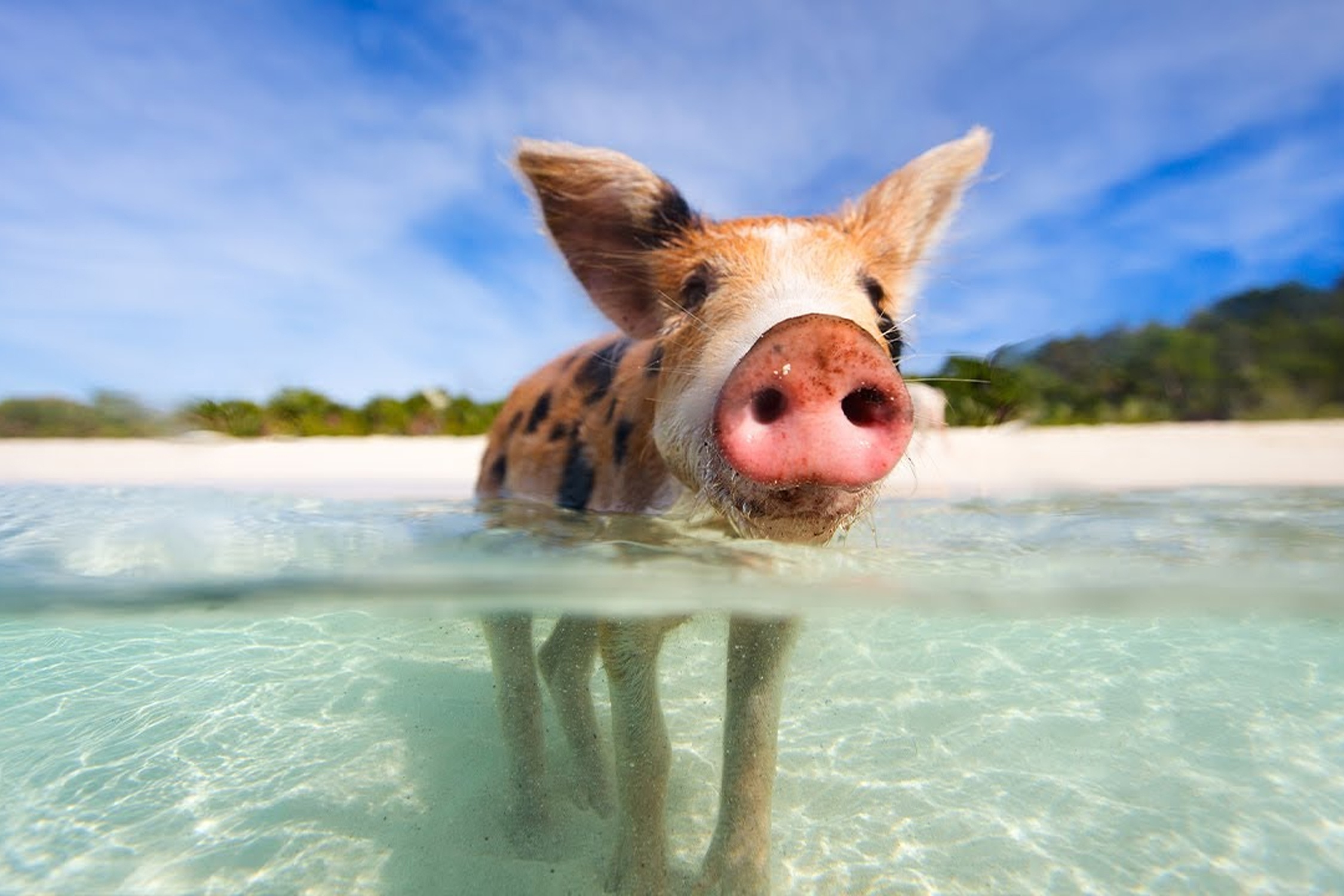 Noi lon biet boi ra bien xin an hinh anh