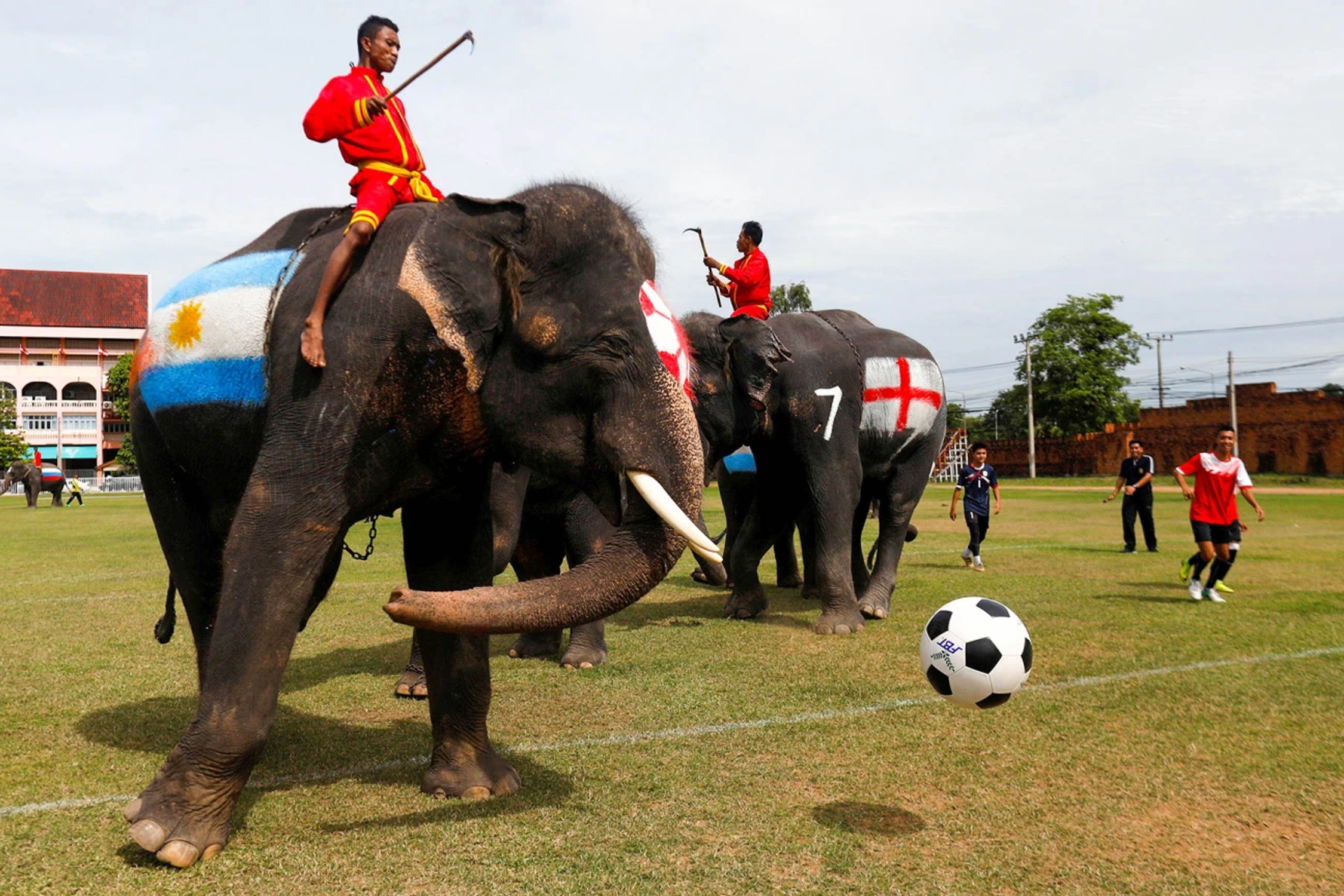 Voi da bong dieu luyen o Thai Lan hinh anh