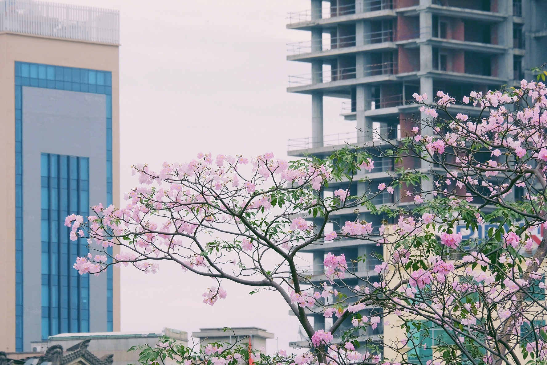 ken hong TP.HCM anh 24