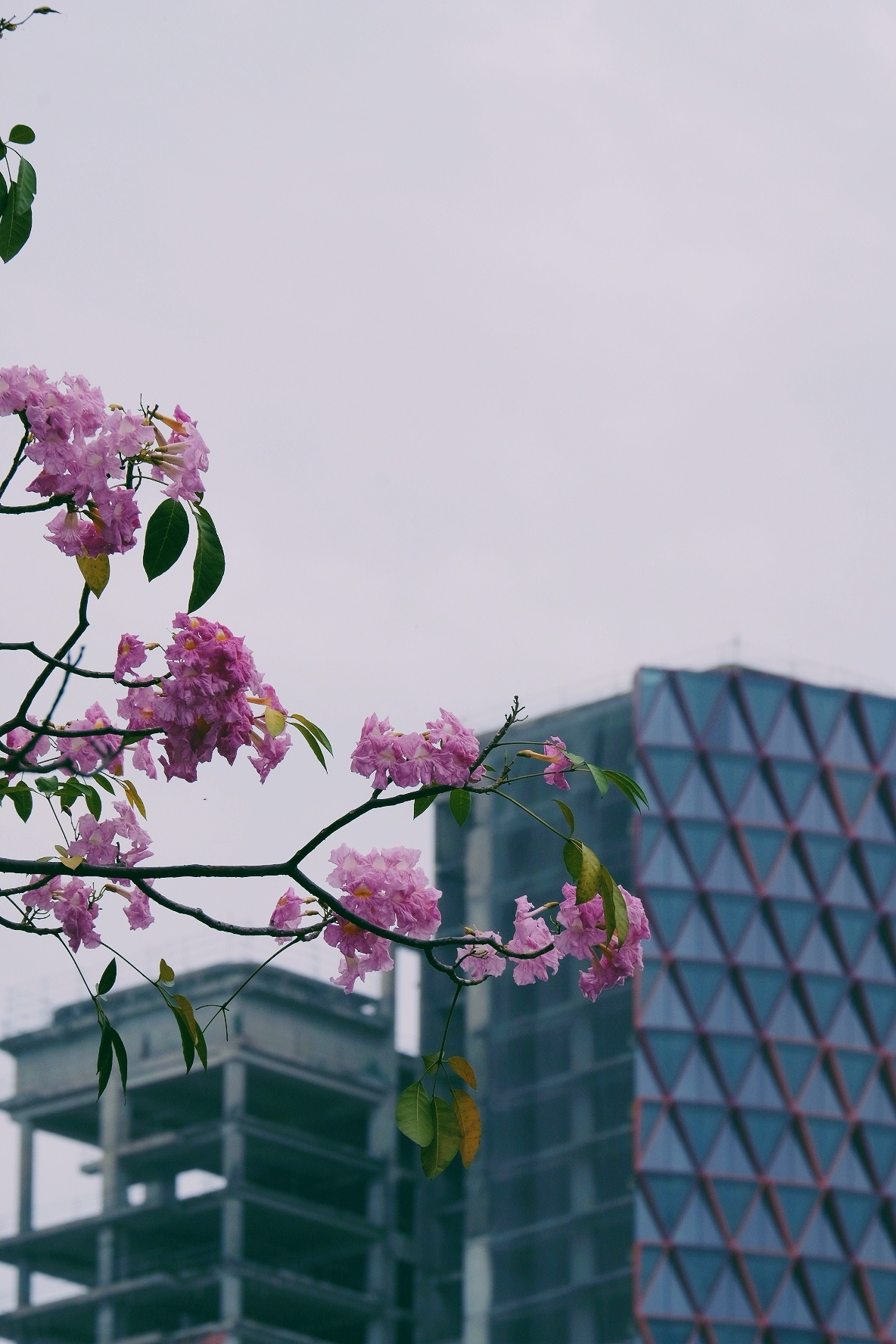 ken hong TP.HCM anh 23