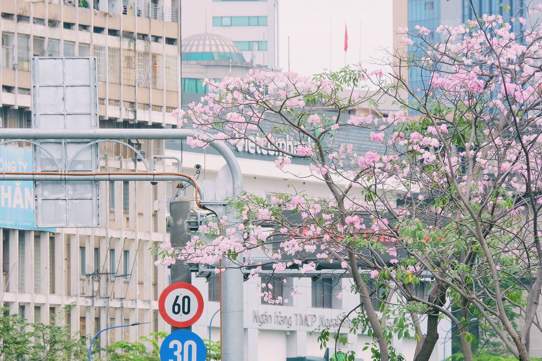 ken hong TP.HCM anh 11