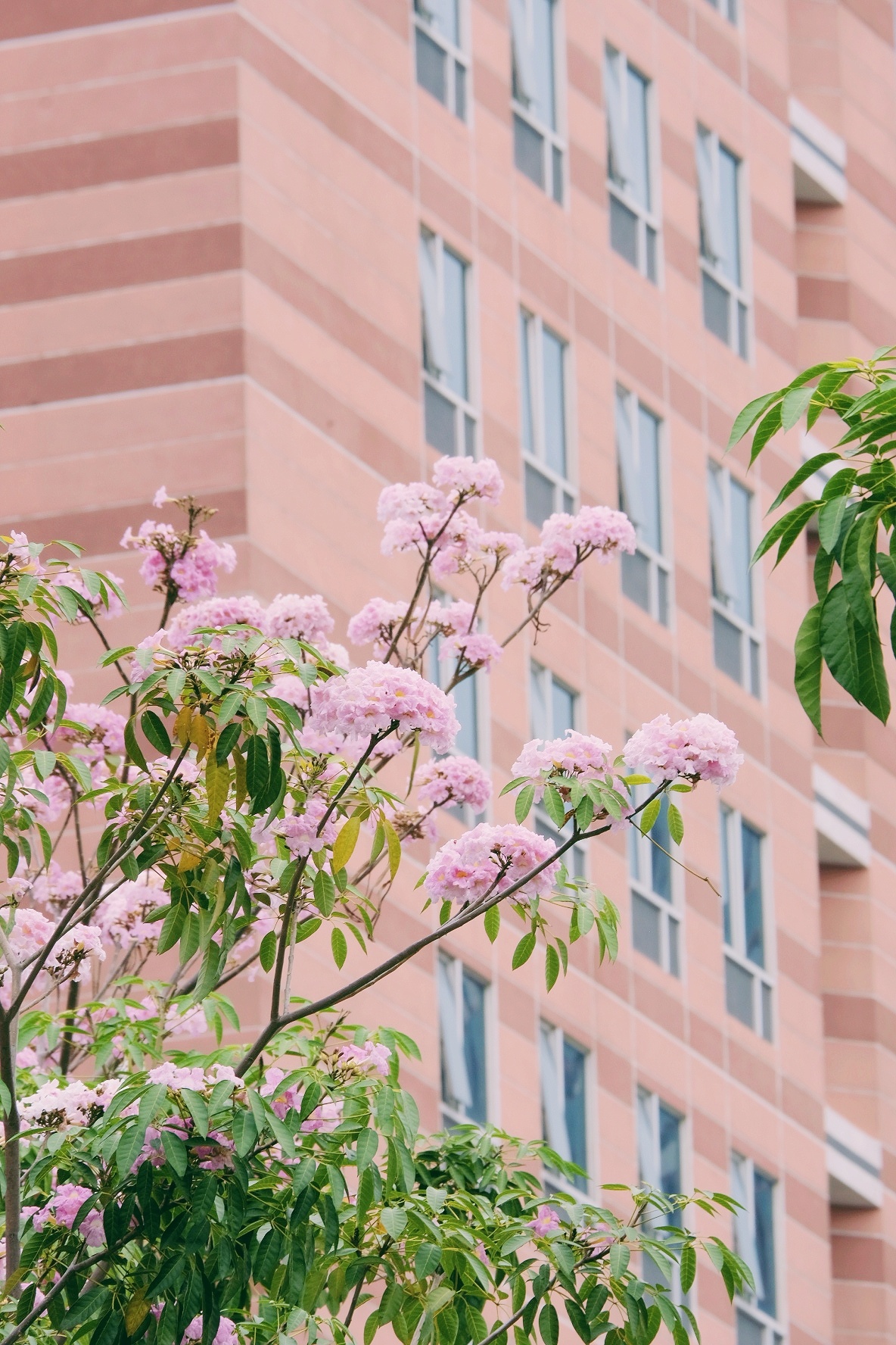 ken hong TP.HCM anh 22