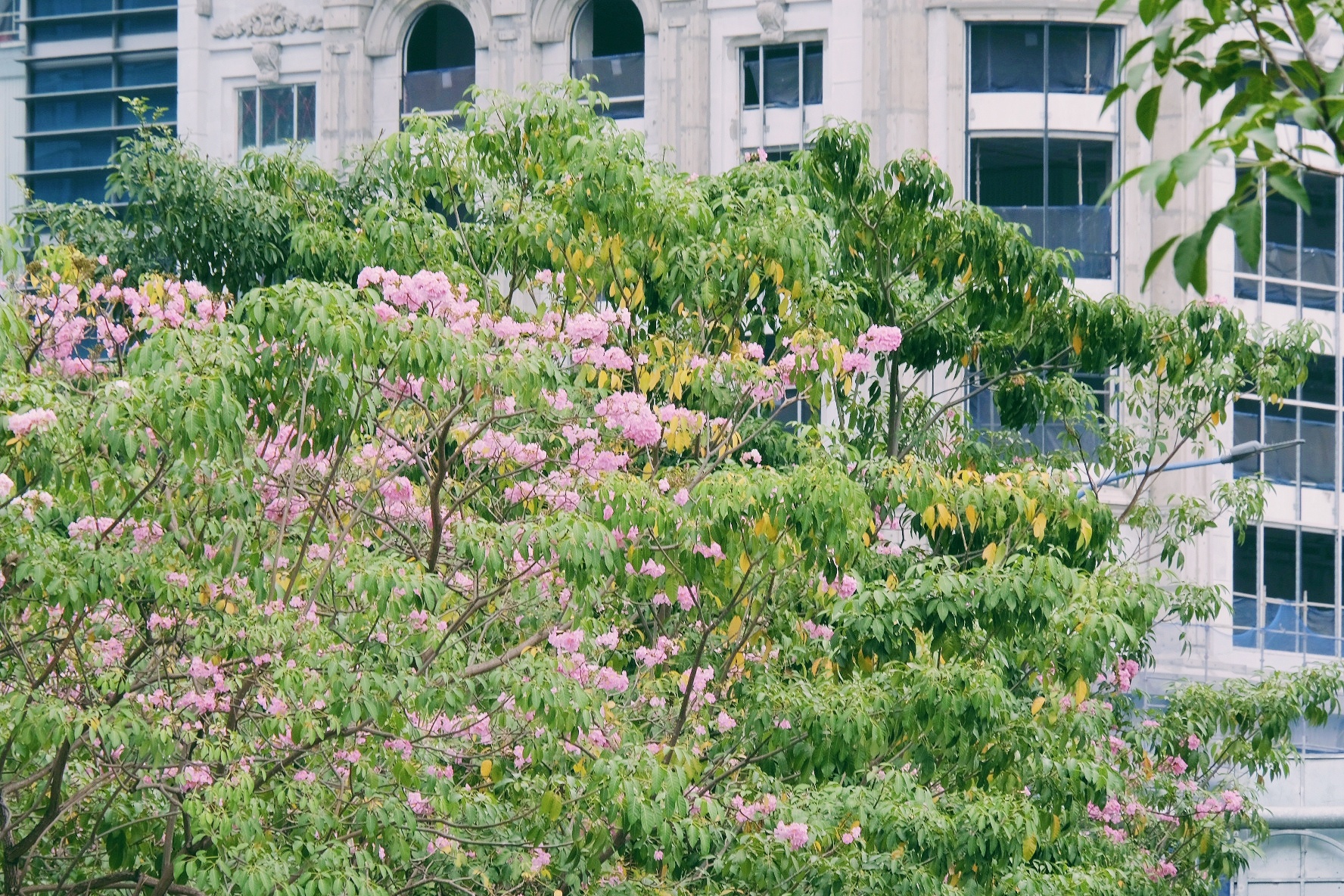 ken hong TP.HCM anh 12