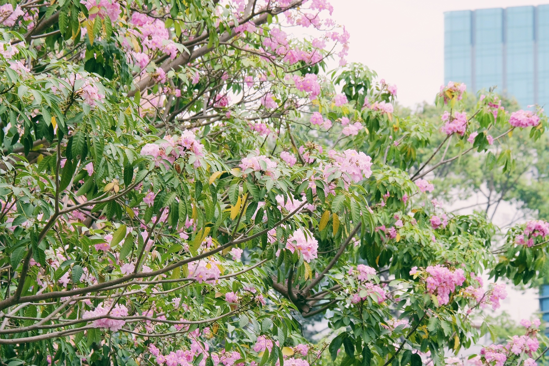 ken hong TP.HCM anh 13